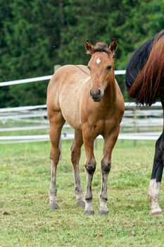 Foundation gezogenes, wunderschönes Quarter Horse Hengstfohlen, Kerstin Rehbehn (Pferdemarketing Ost), Pferd kaufen, Nienburg