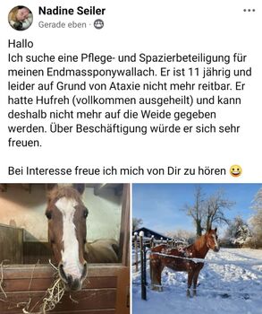 Fox sucht Dich❣️, Ursula , Reitbeteiligungen, Niederwil 