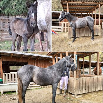 Ponys bis zum Großpferd