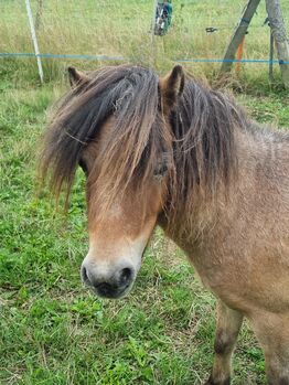 Freche Mini Shetty Stute sucht Aufgabe, Nadine  (Shettyzucht Frechdachs ), Horses For Sale, Heringen