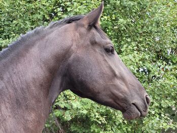 Pflegebeteiligung mit späterer Möglichkeit zur Reitbeteiligung, Antje Wildmann , Horse Sharing, Nieder-Wiesen 