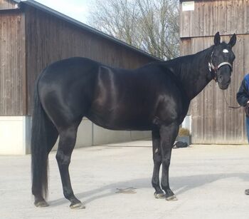 Erfolgreich geshowte Quarter Horse Stute mit Top-Abstammung