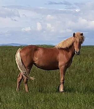 zukünftiges Familienpferd mit viel Tölt, Islandpferde-aus-Island, Horses For Sale, Ihlienworth