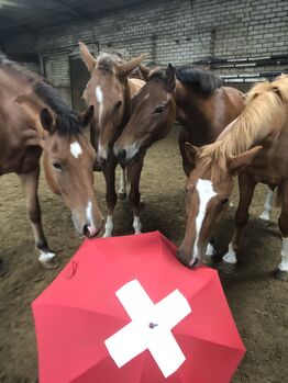 Freiberger Pferde, Claus Ludäscher, Horses For Sale, Rümmingen