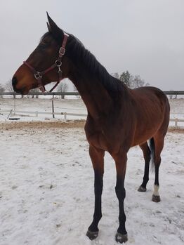 Französische Vollblutstute