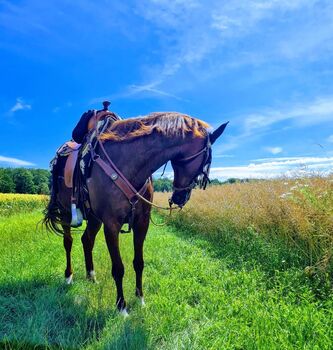 Freizetpferd, Gony  (Gone with the Rain  ), Horses For Sale, Rothenburg Ob der Tauber