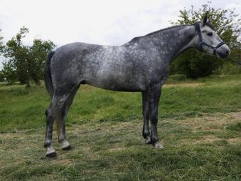 Freizetpferd, Jozsef, Horses For Sale, Békés