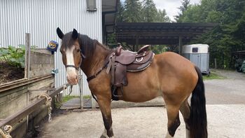 Freemax Westernsattel Fork 4 17zoll, Freemax Rindsleder Round Choco , Cheyenne Krewer, Western Saddle, Dornbirn 