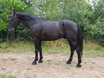 Freizetpferde, Jozsef, Horses For Sale, Békés