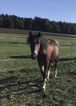 Freibergerwallach, Familie Fischer, Horses For Sale, Volketswil