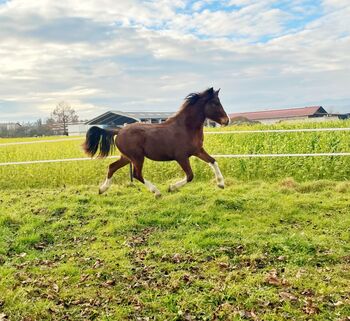 Freiberger, Sarah Mistlbauer , Horses For Sale, Ornding