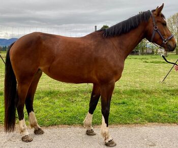 Freibergerstute, Sibylle , Horses For Sale, Mühledorf 