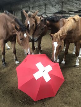 Freiberger Pferde, Claus Ludäscher (Reiterhof Ludäscher), Pferd kaufen, Rümmingen