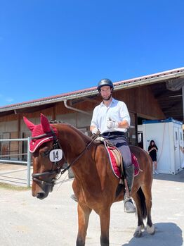 Freibergerwallach zu verkaufen, Familie Fischer, Horses For Sale, Volketswil