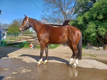 Freibergerwallach zu verkaufen, Familie Fischer, Horses For Sale, Volketswil