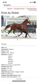 Freiberger Wallach, 5 Jahre, Fuchs, Eros du Rotze, Pferd kaufen, Nussbaumen