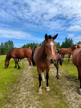 Freiberger Jungstute, Jahrgang 2022, Michèle Bögli, Horses For Sale, Worben