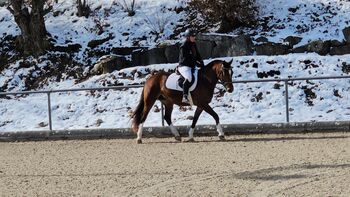 Freibergerstute zum Verkauf, Matianne, Horses For Sale, St. Silvester