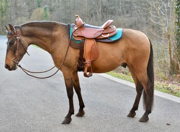 Freizeit Pferd Pony Wallach, Koko, Pferd kaufen, Mönchengladbach