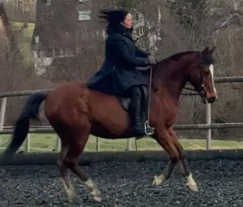 Freizeit-Pferd für schöne Ausritte und viel Spass im Viereck, Ursula, Pferd kaufen, Sankt Gallen