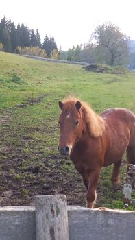 Freizeit pony, Alexandra Stöckl , Pferd kaufen, Mignitz