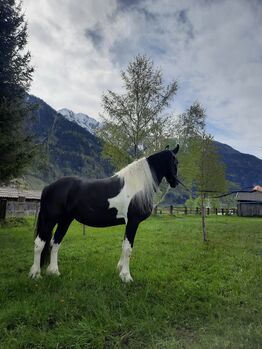 Freizeitpferd Barockpinto Stute