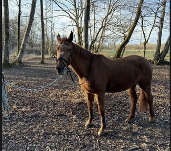 Freizeitpferd günstig zu verkaufen