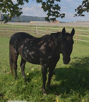 Freizeitpferd an guten Platz abzugeben, Fischer Bea, Pferd kaufen, Hendschiken