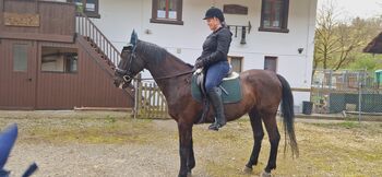 Freizeitpferd an guten Platz abzugeben