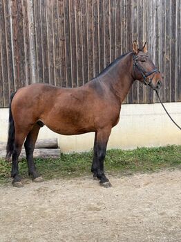 Freizeitpferd in Teddybär-Optik