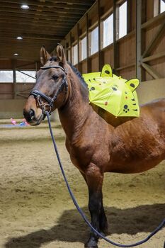 Freizeitpferd in Teddybär-Optik