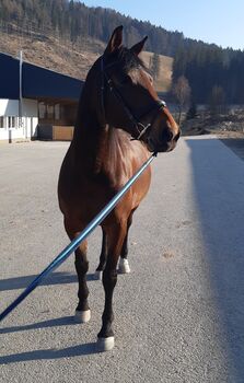 Freizeitpferd zu verkaufen, 12-jährige Warmblutstute, Sabrina, Pferd kaufen, Mürzzuschlag