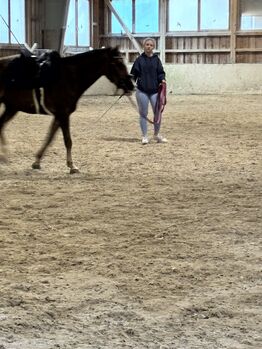 Freizeitpony zum selber ausbilden