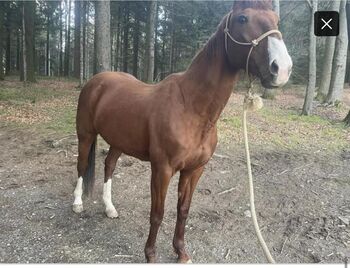 Französische Traberstute, Isabella, Horses For Sale, St Englmar 