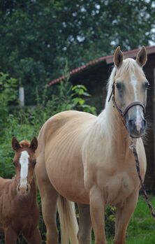 Freundliche, aufgeschlossene Quarter Horse Stute mit altem Pedigree, Kerstin Rehbehn (Pferdemarketing Ost), Pferd kaufen, Nienburg