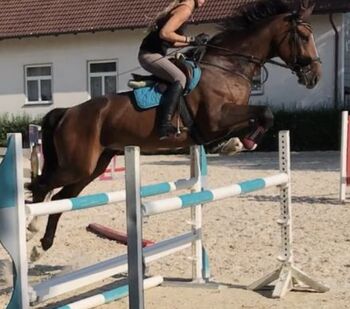 Freundliche große Westfalenstute mit viel Potenzial, C. Schednik, Pferd kaufen, Aichach