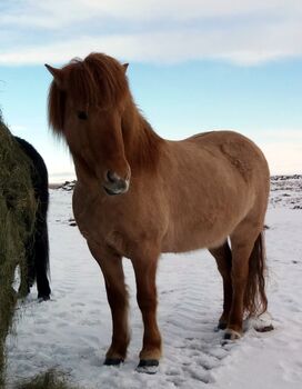 Freundliche Stute, tragend vom Helmschecken