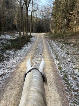 Freundlicher Andalusier