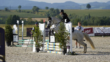 Freundlicher Andalusier