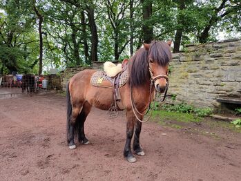 Freundlicher reitbarer Beisteller, Therapie, Kinder