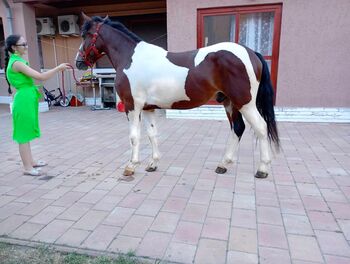 Ein freundschaftlicher Pony, Dominik Kovács , Reitplatz, Kecskemét