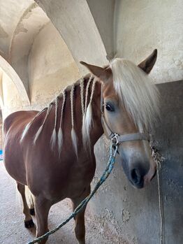 Haflinger Stute Freya