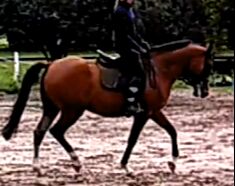 Freundlicher Wallach für Viereck und Freizeit