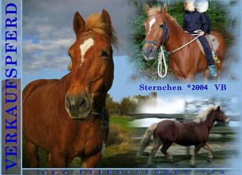 Freundliche Hafi-Mix-Stute sucht Familienanschluss im Norden, Frieslandhof, Ursula Richard, Horses For Sale, Ihlienworth