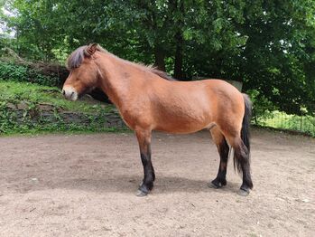 Freundlicher reitbarer Beisteller, Therapie, Kinder, Kathrin , Horses For Sale, Witten