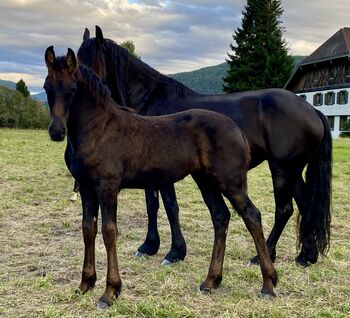 Friesenstutfohlen, Barbara , Horses For Sale, St. Michael 