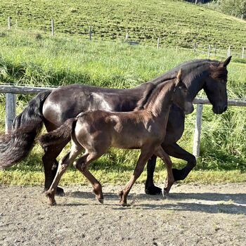 Friesen Hengstfohlen, Silvia, Horses For Sale, Irdning