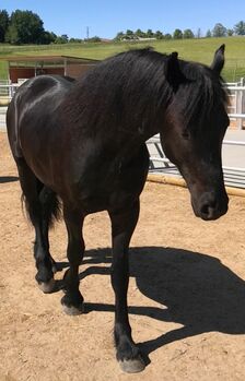 Friesen-Hengst, 2,5 Jahre alt, Annett, Horses For Sale, Paunzhausen