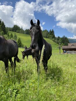 Friesenstute, Barbara , Horses For Sale, St. Michael 