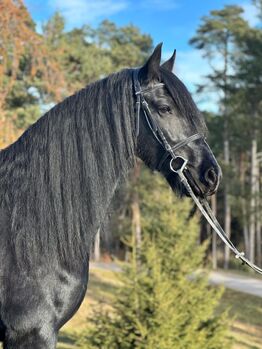 Friesenstute, Tanja, Horses For Sale, Marienberg